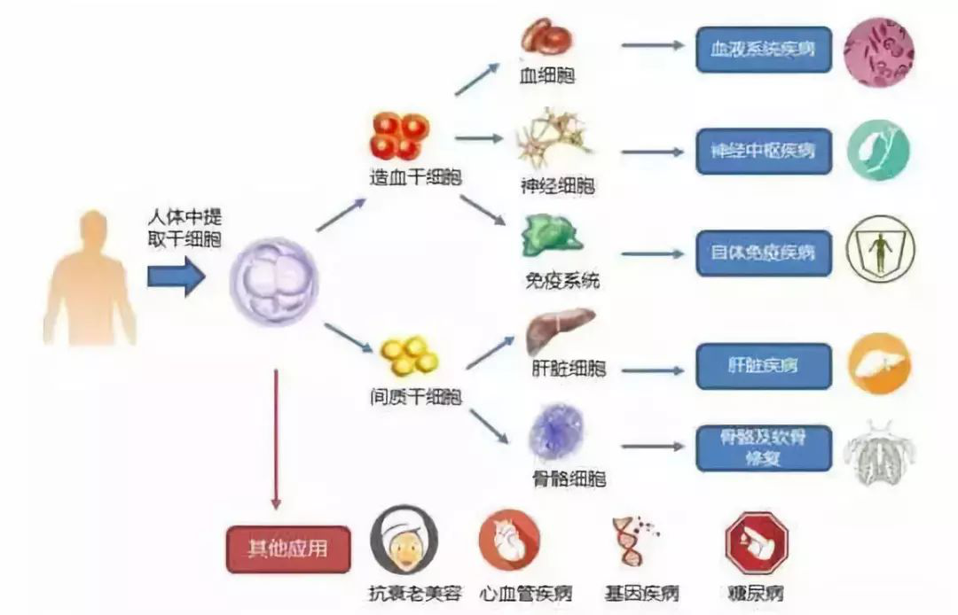 日本干细胞,了解领跑世界的日本干细胞技术