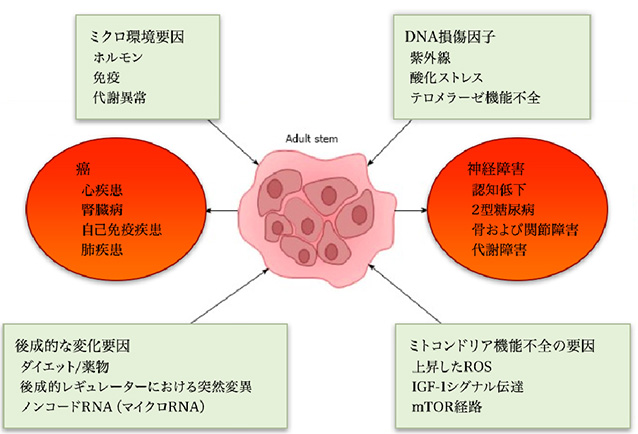 日本干细胞,日本先端医疗干细胞疗法