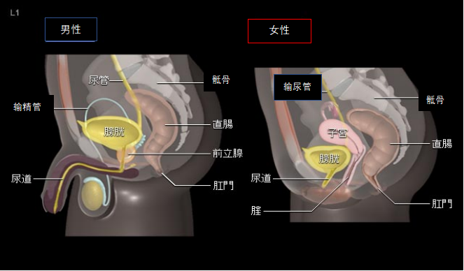 日本膀胱癌治疗有哪些要点，值得收藏！