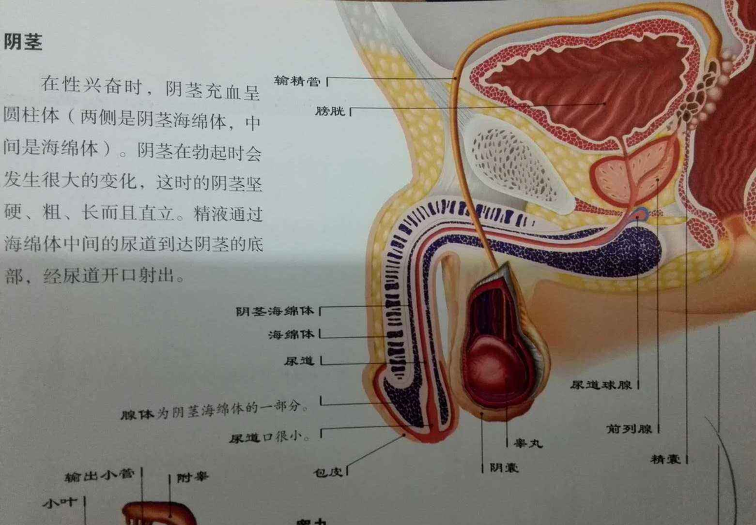 JMT独家 | 关于日本前列腺肥大治疗方法介绍