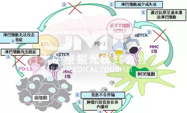 关于日本细胞免疫治疗癌症的技术，你想知道的都在这里