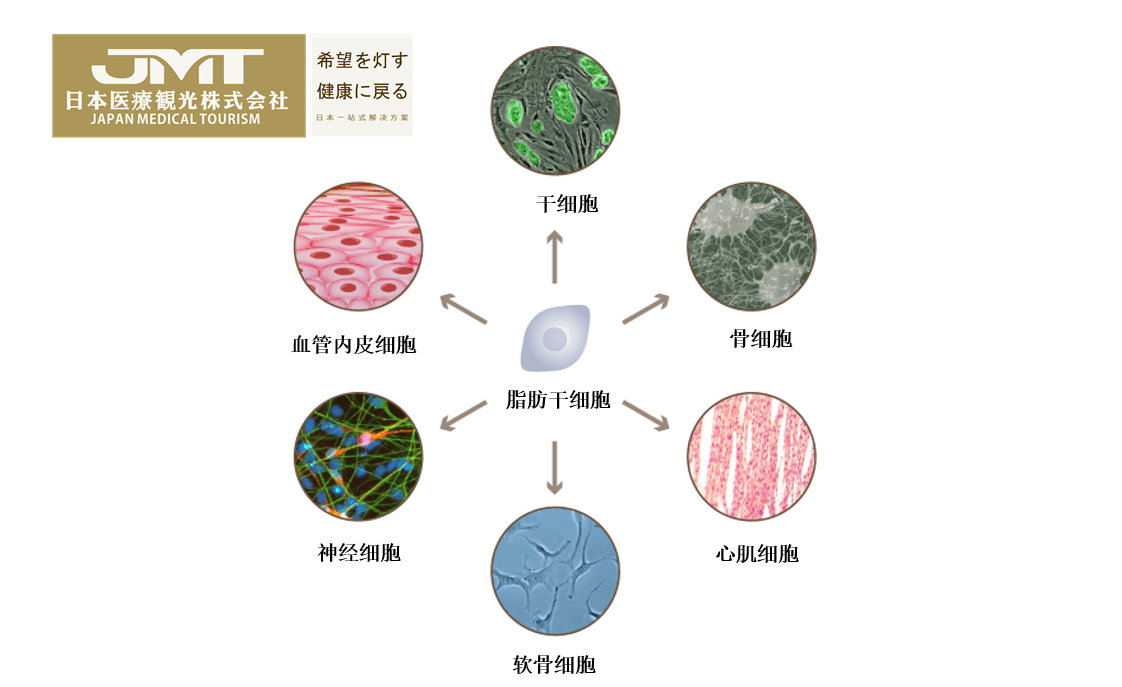 干细胞是什么？用于化妆品及再生医疗的干细胞