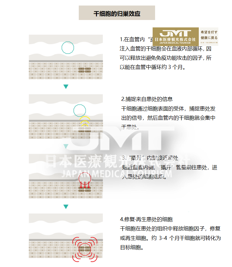 JMT日本干细胞-用于面部及身体抗衰的干细胞详解