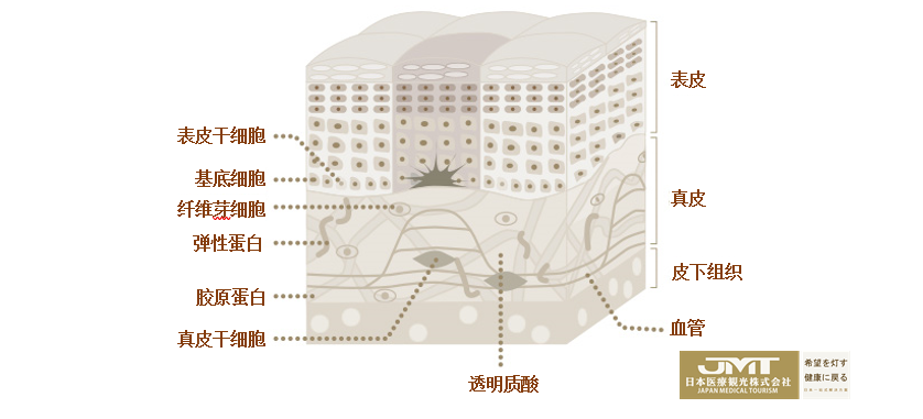 JMT日本干细胞-干细胞会从此重定义抗衰吗？