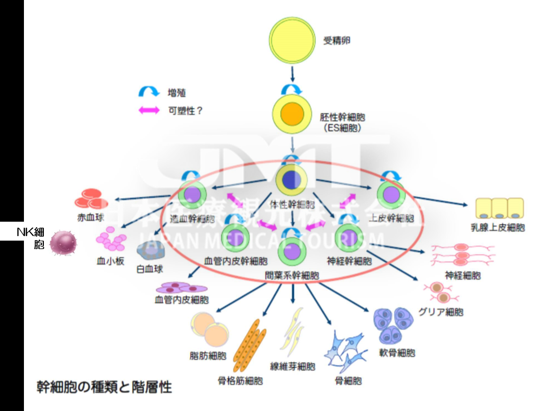 日本脂肪干细胞移植乳房再造术