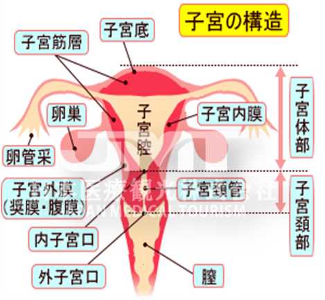 子宫癌之①是什么、类型及症状