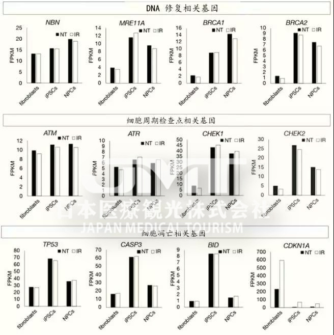 日本发现iPS细胞对受损DNA的修复保护机制