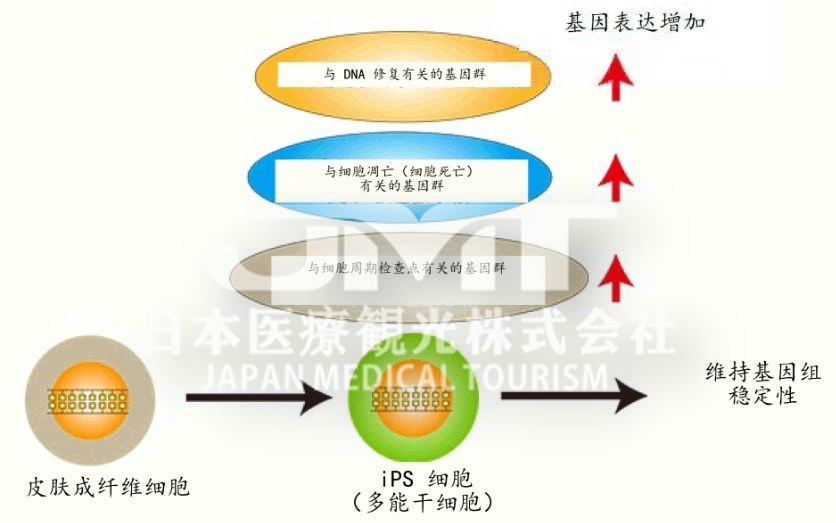 日本发现iPS细胞对受损DNA的修复保护机制