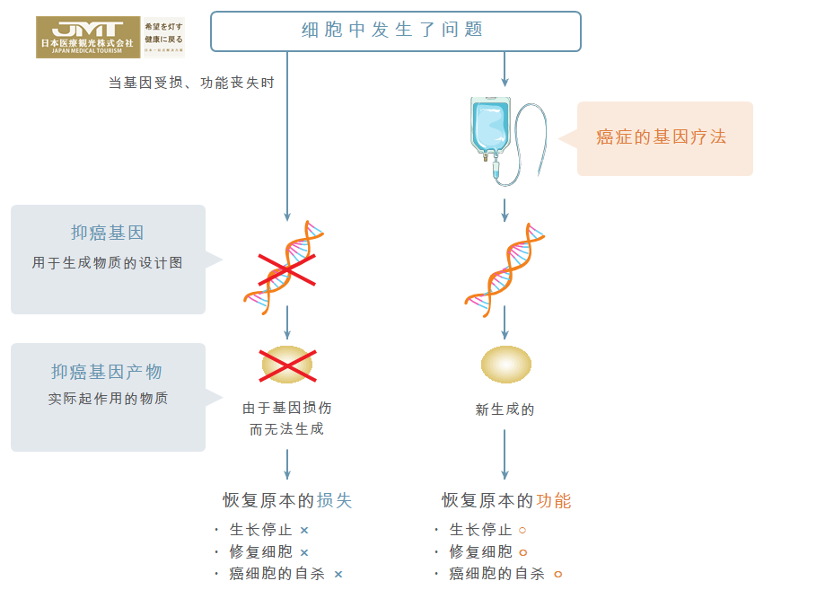 JMT日本副作用较小的癌症治疗方式-癌症基因疗法