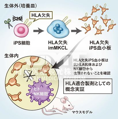 日本基因编辑IPS血小板技术，可规避输血排异风险