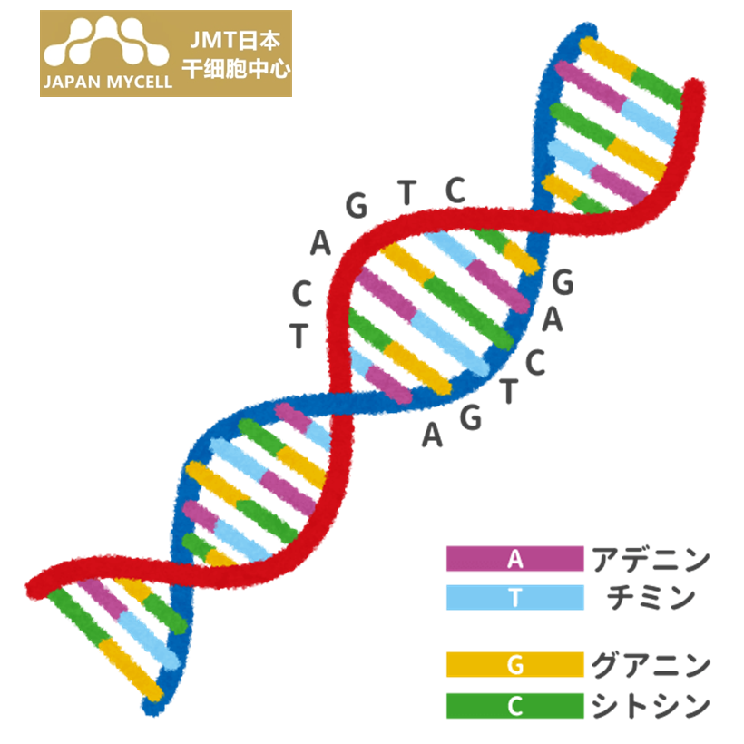 JMT日本干细胞-青蛙的孩子是青蛙？蜻蜓生鹰？深入解释说明父母传给孩子的基因！