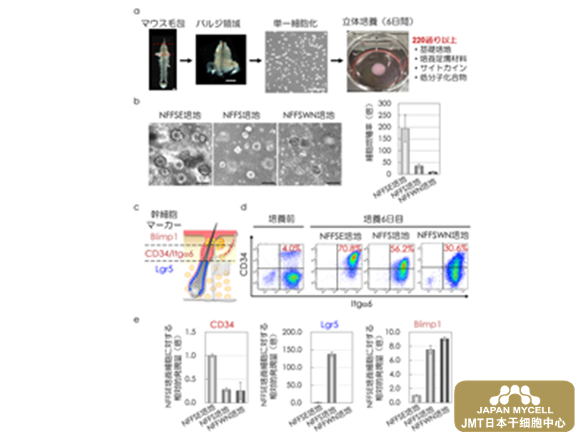 JMT日本干细胞-确立在保持毛囊再生能力的同时将毛囊干细胞体外扩增100倍以上的培养方法