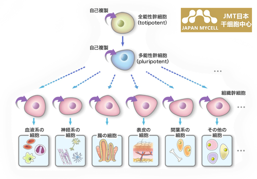 JMT日本干细胞-干细胞是什么？