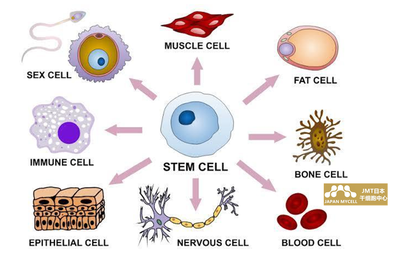 JMT日本干细胞-干细胞抗衰老