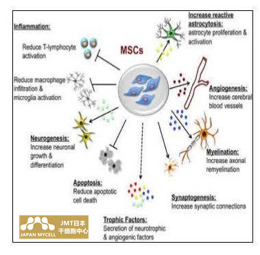 JMT日本干细胞-干细胞抗衰老