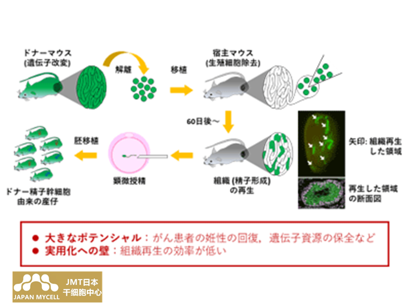 JNT日本干细胞治疗不孕不育-成功提高了小鼠的精子干细胞移植率