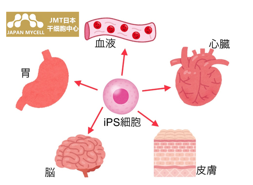 JMT日本干细胞-IPS细胞的日本再生医疗