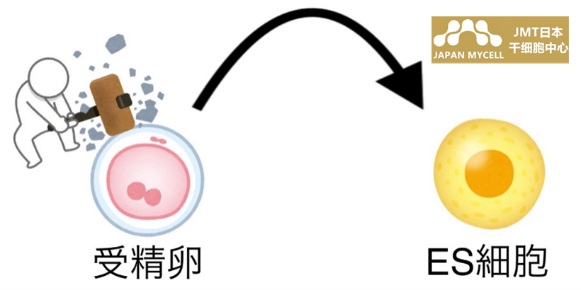 JMT日本干细胞-IPS细胞的日本再生医疗