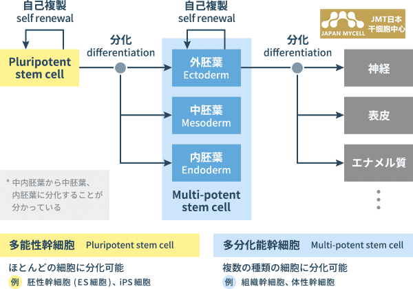 JMT日本干细胞-干细胞的种类及特征