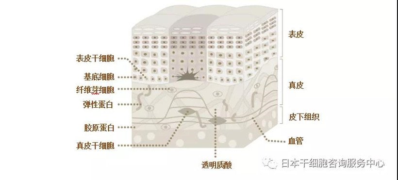 JMT日本干细胞-干细胞可以让您的肌肤重返年轻