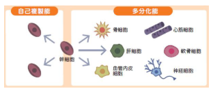 JMT日本干细胞-变形性关节症膝关节疾病半月板损伤关节炎的干细胞治疗