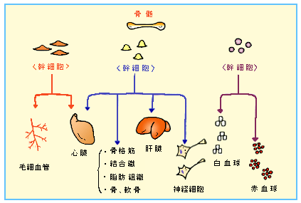 JMT日本干细胞-心脑血管干细胞治疗的现状