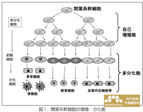 JMT日本干细胞-骨再生医疗①