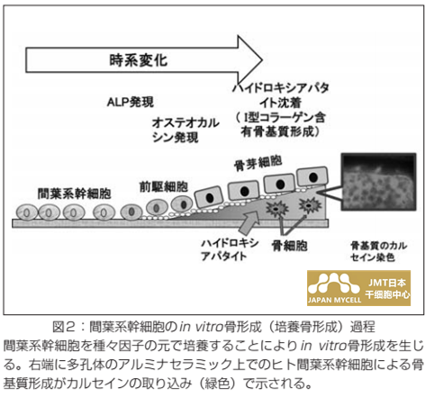 JMT日本干细胞-骨再生医疗②