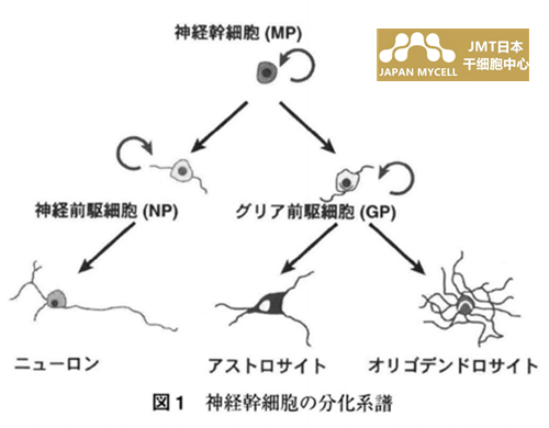 JMT日本神经干细胞-鉴定和分离方法的发展以及通过移植恢复神经功能的尝试①