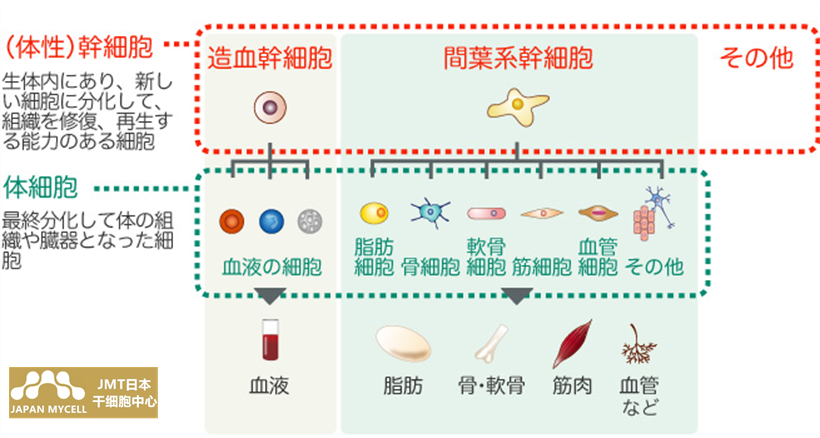 JMT日本干细胞-日本再生医疗干细胞