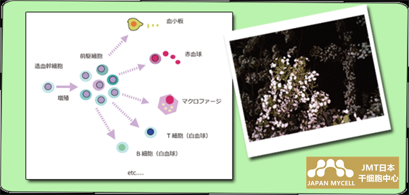JMT日本干细胞-支撑大脑和身体的日本干细胞