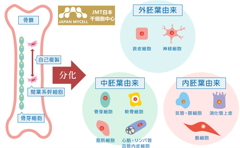 脑卒中再生治疗的效果和可能性