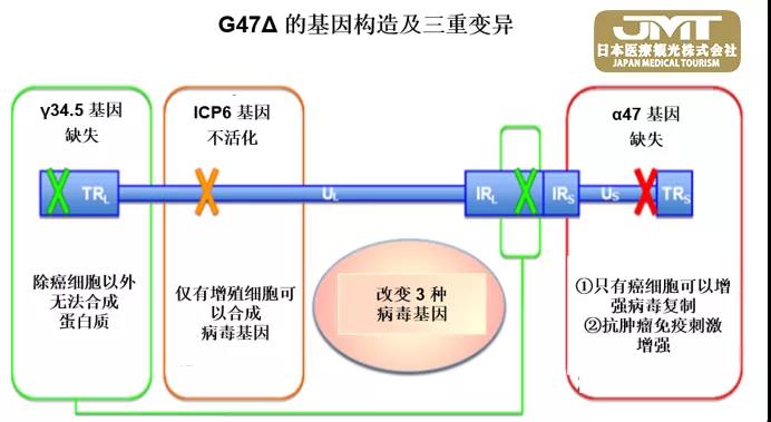 突破：世界上首个脑肿瘤病毒疗法在日本获批上市！