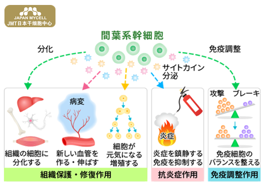 JMT日本干细胞中心-什么是慢性疼痛,导致慢性疼痛的原因有哪些? JMT日本干细胞中心-什么是慢性疼痛,导致慢性疼痛的原因有哪些?