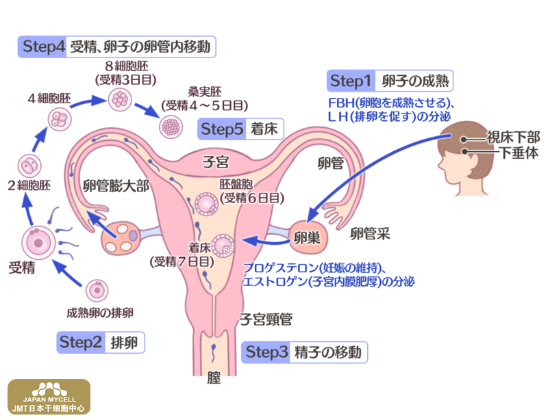 JMT日本干细胞中心-女性不孕不育的原因检查-日本干细胞如何治疗？