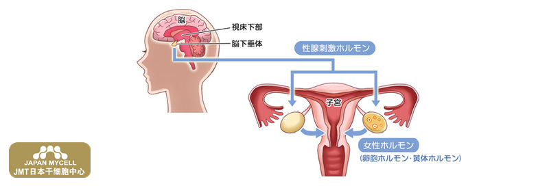 JMT日本干细胞中心-日本干细胞如何治疗不孕不育?不孕不育关于其定义和主要原因 JMT日本干细胞中心-日本干细胞如何治疗不孕不育?不孕不育关于其定义和主要原因