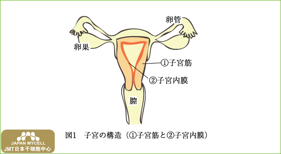 JMT日本干细胞中心-子宫内膜异位症及其症状②