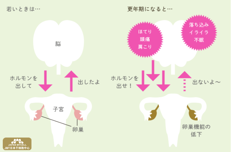 JMT日本干细胞中心-随着年龄的增长，女性会经历四个生命阶段（青春期、性成熟期、更年期和老年期）