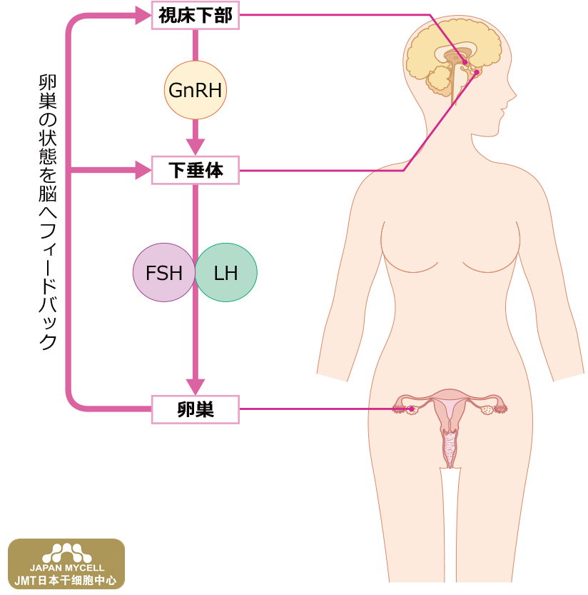 JMT日本干细胞中心-女性生殖器的功能解析及日本经血干细胞