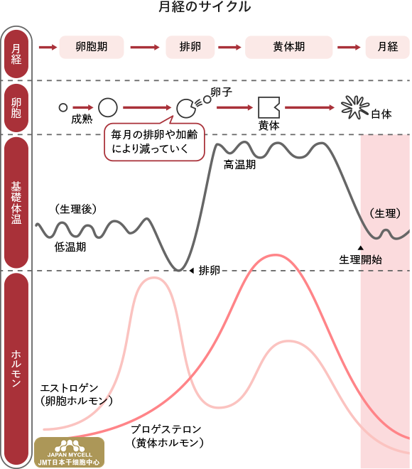 JMT日本干细胞中心-绝经前期是什么时期？如何延迟改善治疗？