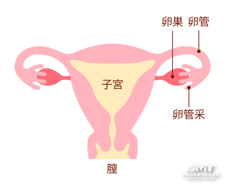 卵巢的常见问题解析说明