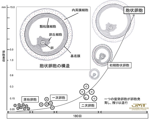 妊娠率随着年龄增长而降低的机制阐明和卵巢年轻化办法的开发