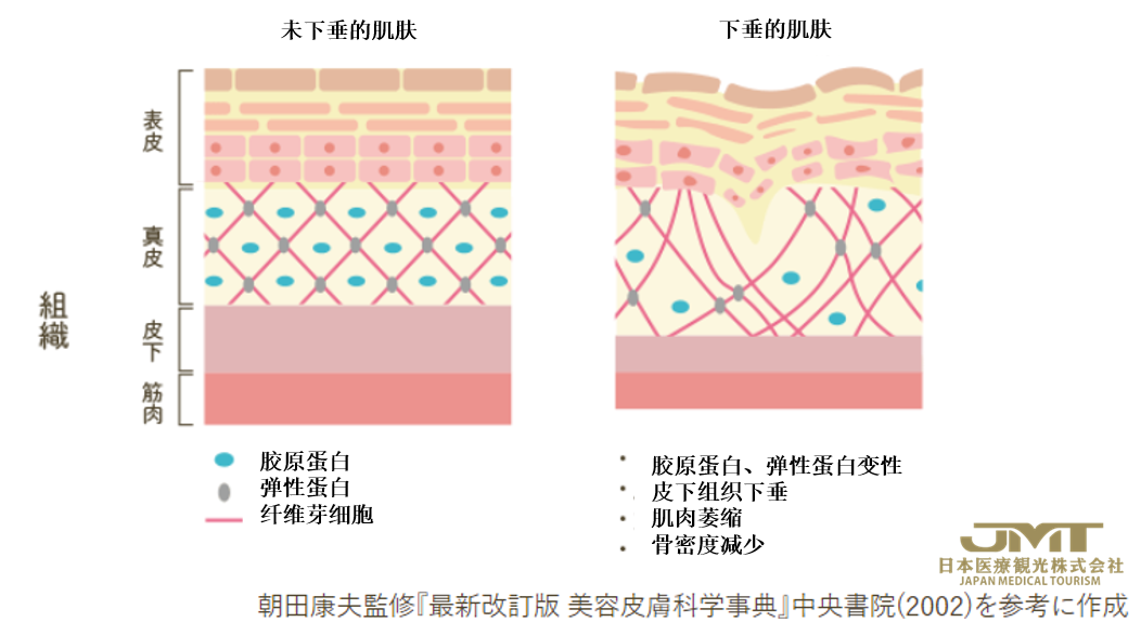 女性荷尔蒙与视觉年龄的关系