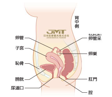 女性生殖器的结构一解