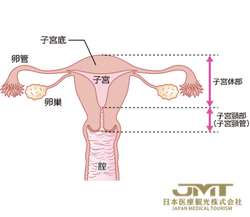 女性生殖器的结构一解