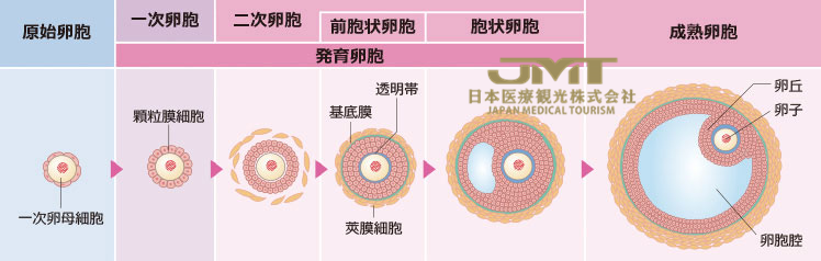 女性生殖器的结构一解