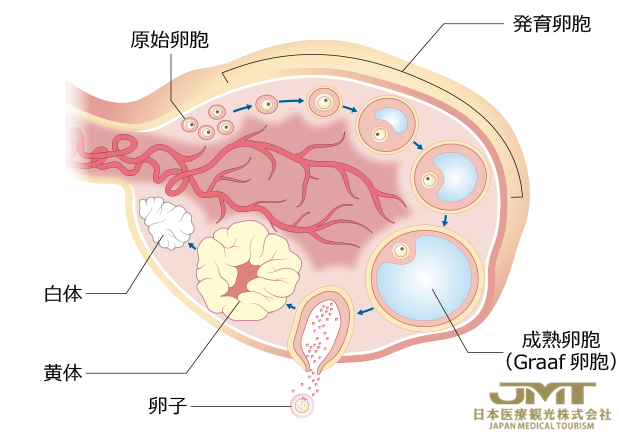 女性生殖器的结构一解