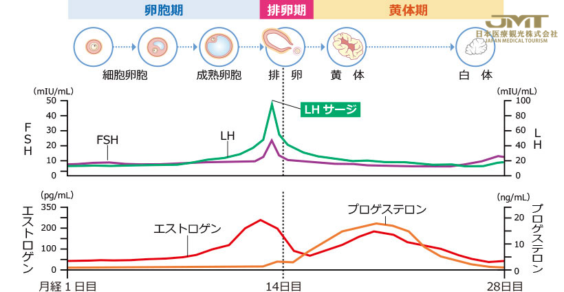 女性生殖器的功能解析