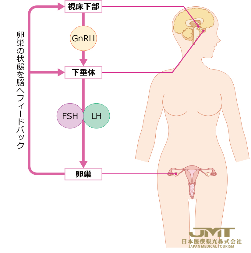 女性生殖器的功能解析