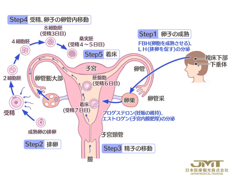 日本干细胞-什么是不孕症？女性患不孕症的主要原因有哪些？